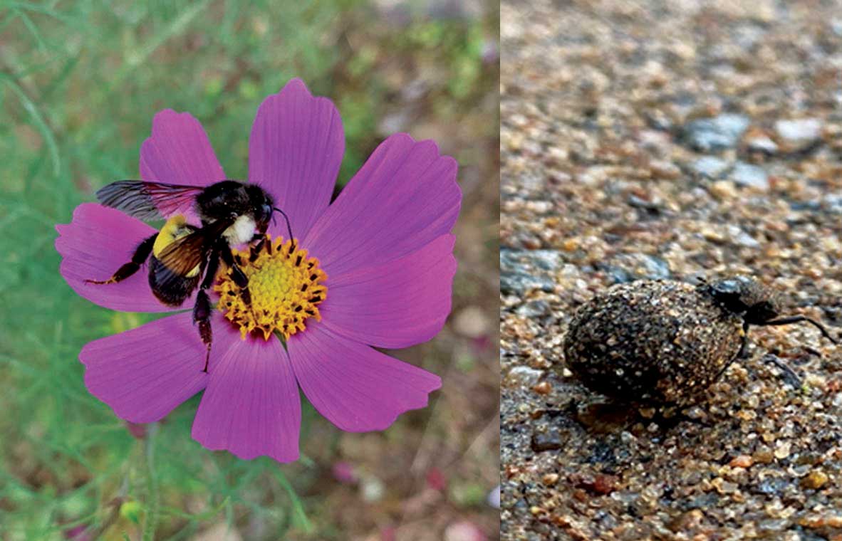 Moving Beyond “Creepy Crawlies”